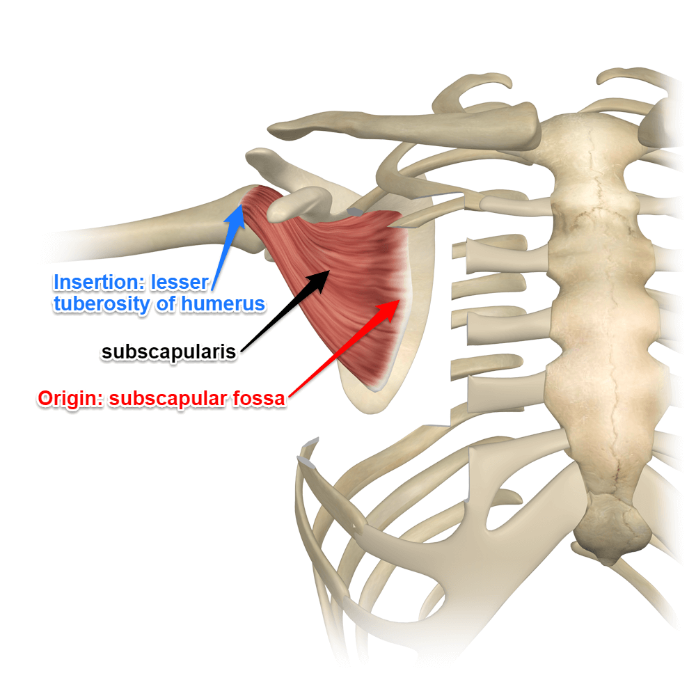 Izom vagy ízület miatt fáj a háta felső része? | redfishshop.hu